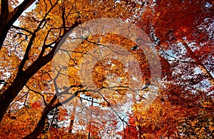 Low angle view of beautiful foliage and branches of autumn trees in a forest