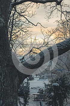 Low-angle view of a beautiful forest during winter
