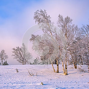 Low-angle view of a beautiful forest during winter in Serbia