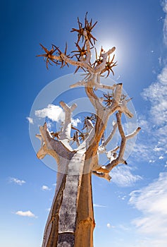 Low angle view of a beautiful quiver tree Aloe dichotoma in Fish River Canyon Nature Park in Namibia, Africa