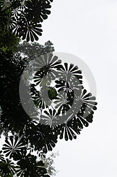 Low angle view of beautiful round leaves of tropical tree with bright sky in rain forest on Tiwai Island, Sierra Leone