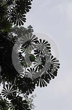 Low angle view of beautiful round leaves of tropical tree with bright sky in rain forest on Tiwai Island, Sierra Leone