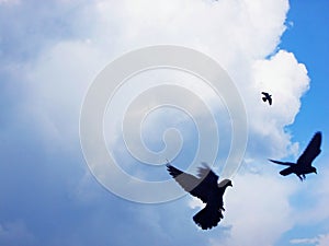 Low Angle View of Bird Flying on Blue Sky, Bird With Clear Sky Background,