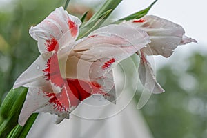 Low angle view of \'bizar\' gladiolus flower photo