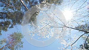 Low angle view of a blooming white plum tree canopy