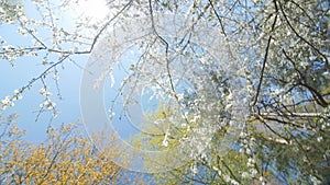 Low angle view of a blooming white plum tree canopy