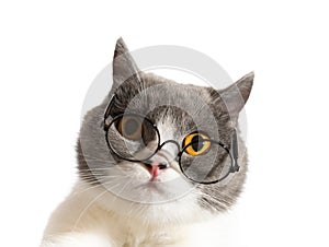 Low angle view of british shorthair cat wearing glasses