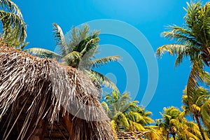 Low angle view of bunch of fresh coconuts growing on palm tree against blue cloudy sky