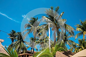 Low angle view of bunch of fresh coconuts growing on palm tree against blue cloudy sky