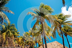 Low angle view of bunch of fresh coconuts growing on palm tree against blue cloudy sky