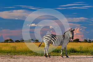 Low angle view on Burchell`s zebra, Equus quagga, formerly Equus burchellii, standing in the  lush savanna against storm clouds.