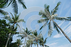 low angle view of coconut tree against blue sky
