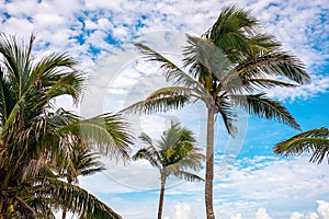 Low angle view of coconut tree against sky