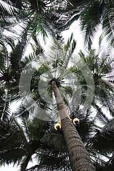 Low angle view of coconut tree canopy