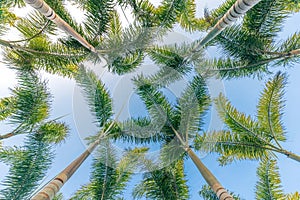 Low angle view of coconut trees and blue sky background