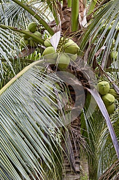 Low Angle View Of Coconuts On Tree