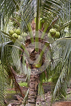 Low Angle View Of Coconuts On Tree
