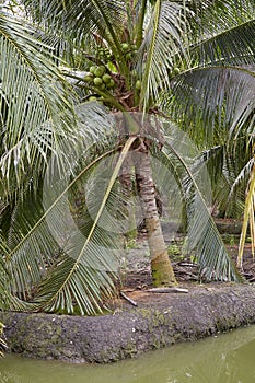 Low Angle View Of Coconuts On Tree