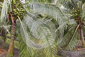 Low Angle View Of Coconuts On Tree