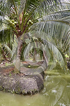 Low Angle View Of Coconuts On Tree