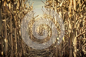 Low Angle view of a corn maze right before sunset