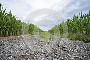 Low angle view of a country road going through green corn fields