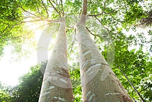 Low angle view of couple large banyan tree