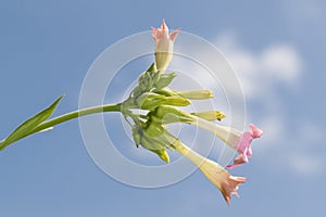 Low angle view of cultivated tobacco flowers - Nicotiana tabacum