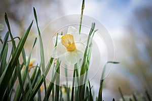 Low angle view of daffodil flower in spring