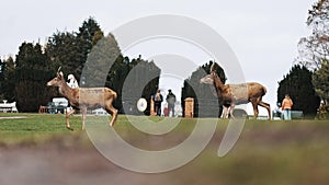 low angle view of deers and visitors walking in Wollaton Hall and Deer Park