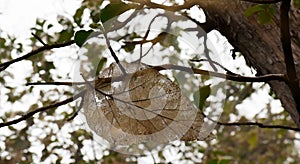 A low angle view of dry netted leave on a tree branch early morning sunrise beam