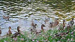 Low angle view of ducks and pigeons eating bread or other food on lake shore with grass. Birds eating bread in pond area