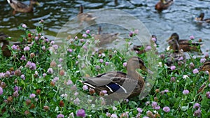 Low angle view of ducks and pigeons eating bread or other food on lake shore with grass. Birds eating bread in pond area