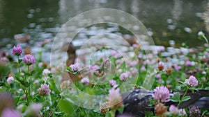 Low angle view of ducks and pigeons eating bread or other food on lake shore with grass. Birds eating bread in pond area