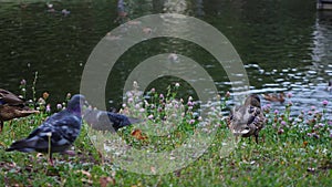 Low angle view of ducks and pigeons eating bread or other food on lake shore with grass. Birds eating bread in pond area