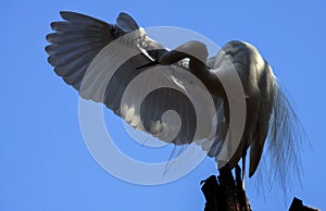 Low angle view of Egret (Ardea alba)