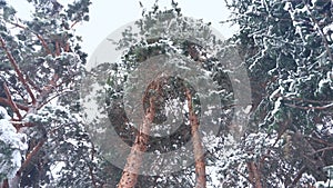 Low angle view of falling snow in winter forest.