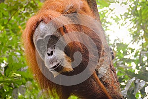 Low angle view of a female adult sumatran orangutan or Pongo abelii clinging on a tree trunk