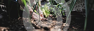 Low angle view of female hands planting green lettuce seedling in a fertile soil