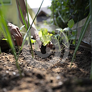 Low angle view of female hands planting young green salad seedling in fertile soil