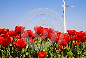 Low angle view on field with bright red tulips, blue skyand wind turbine background - Grevenbroich, Germany