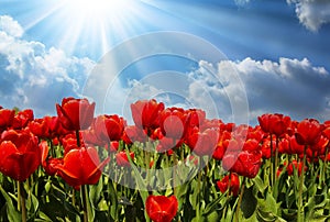 Low angle view on field with bright red tulips, blue skyand wind turbine background - Grevenbroich, Germany