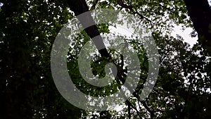 Low Angle View of Forest and Blue Sky With Wind Blowing.  Upward Viewpoint of Woodland Trees and Green Leaves Flowing