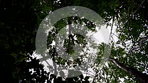 Low angle view of forest and blue sky with wind blowing. Upward viewpoint of woodland trees and green leaves flowing in wind.