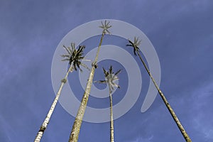 Low angle view of four high rising wax palms against blue sky, Cocora Valley, Salento, Colombia