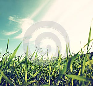 Low angle view of fresh grass against blue sky with clouds. freedom and renewal concept