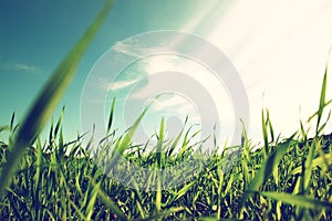 Low angle view of fresh grass against blue sky with clouds. photo