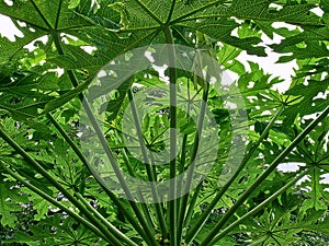 Fresh Green Papaya Tree