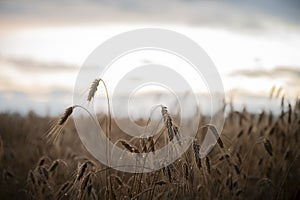 Low angle view of golden ears of wheat growing