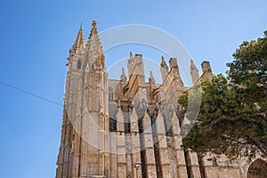 Low angle view of gothic style La Seu cathedral and tree against clear blue sky